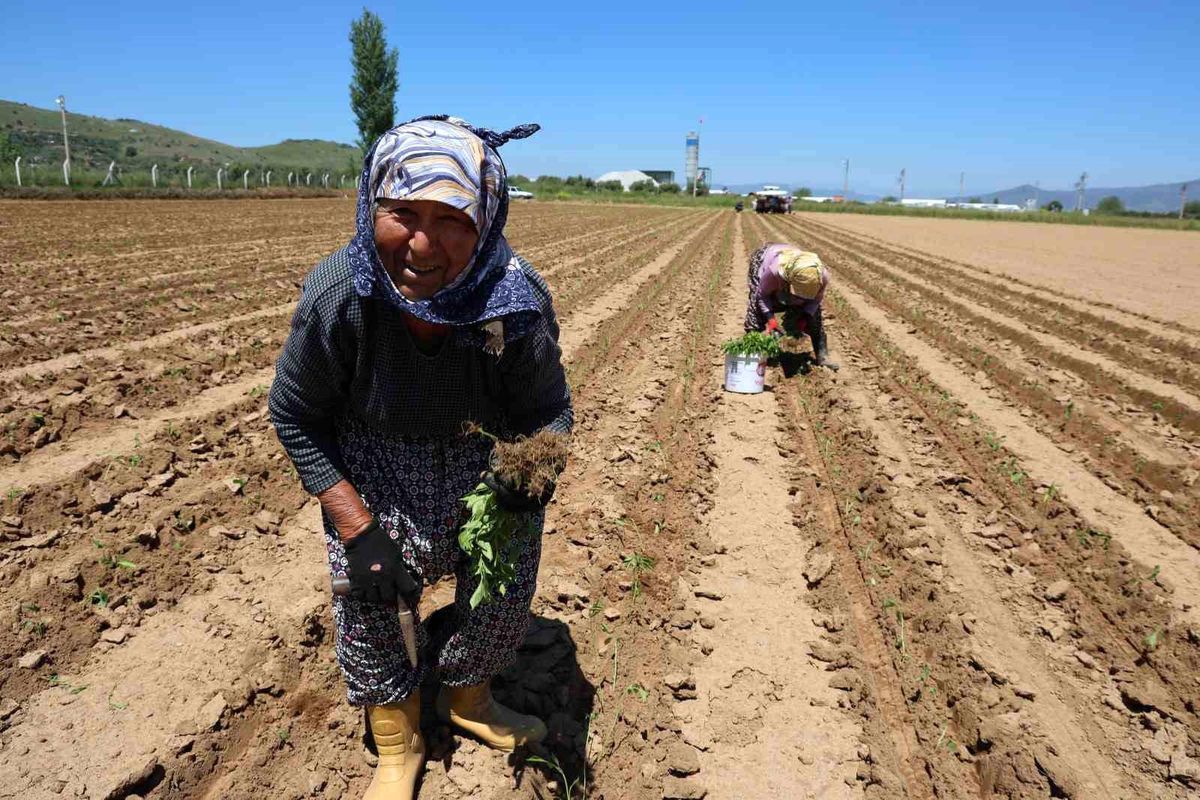Tarım İşçileri 1 Mayıs\'ı Tarlada Geçirdi