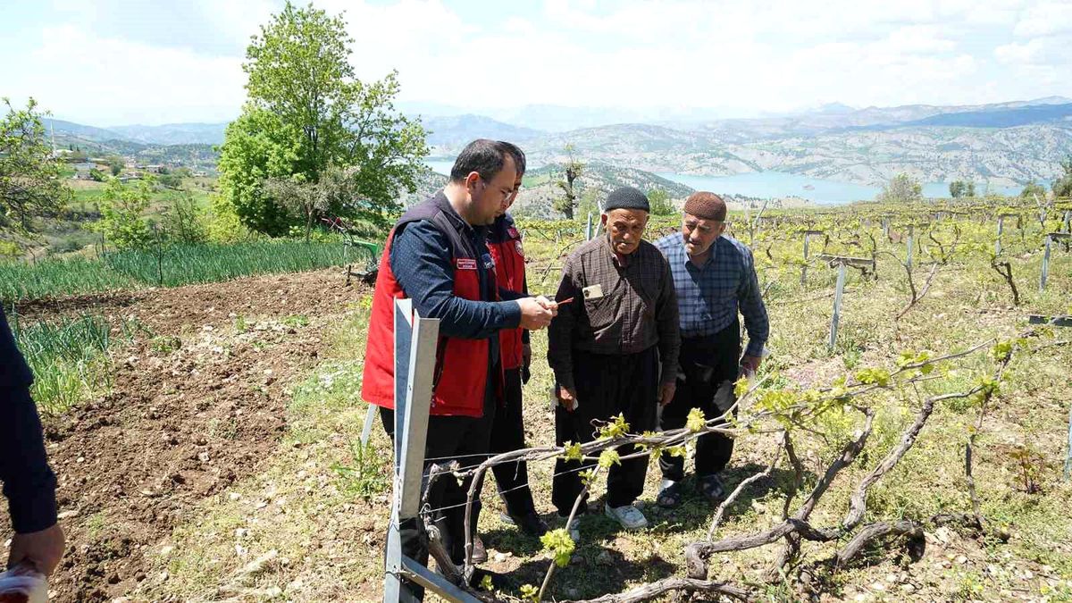 Kahramanmaraş\'ta Kabarcık Üzüm\'e koruma hamlesi