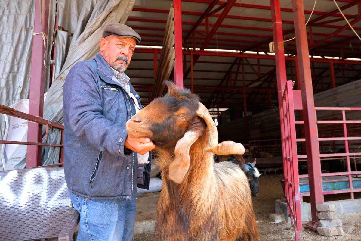 Kahramanmaraş\'ta Kurbanlık Fiyatları Düştü