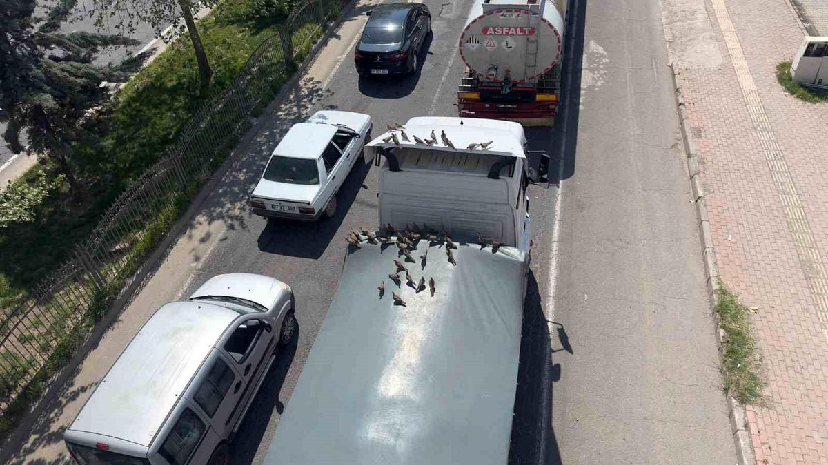 Kumrular Kırmızı Işıkta Ziyafete Çıkıyor