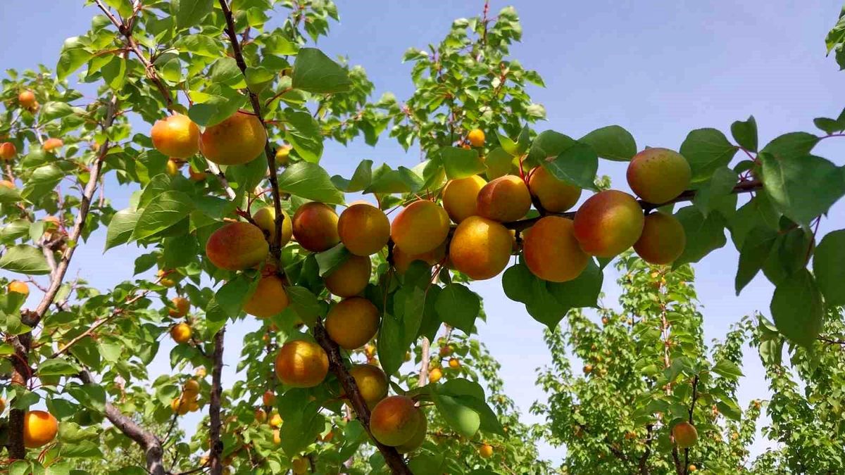 Mersin Mut\'ta Kayısı Hasadı Başladı