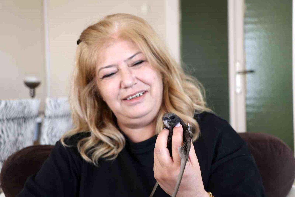 Nadir Ebabil Kuşu Hayata Döndü