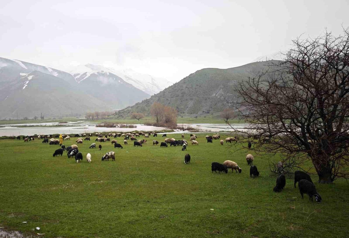 Bitlis\'te İlkbahar Meraları Canlandırdı