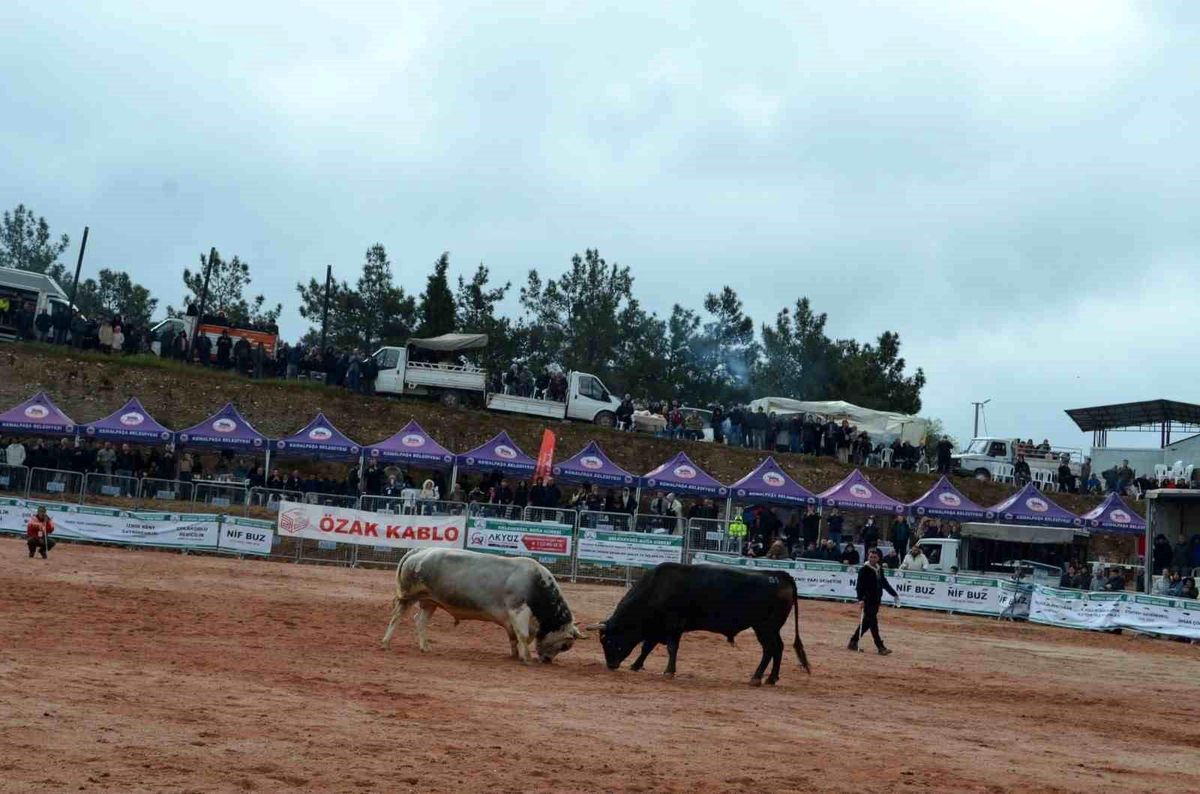 İzmir\'de 3. Boğa Güreşleri Festivali heyecanı yaşandı