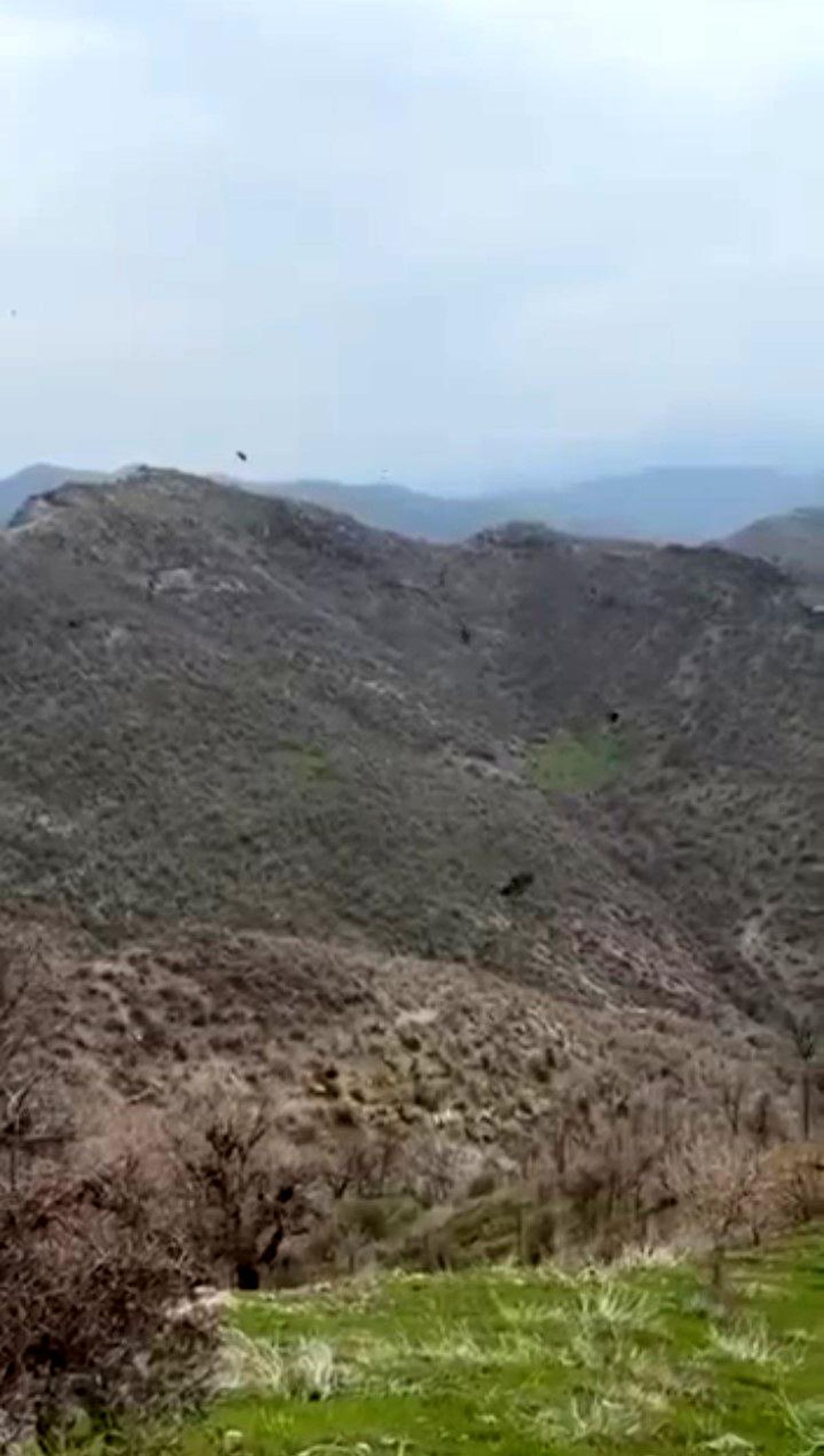 Şırnak\'ta kartalın domuz avı kamerada