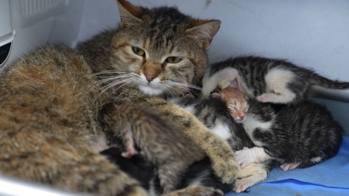 Hamile Kedi Sütannelik Yapıyor