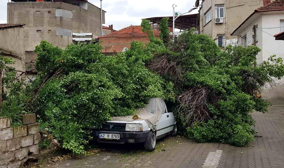 Yağmur Asırlık Ağacı Devrildi