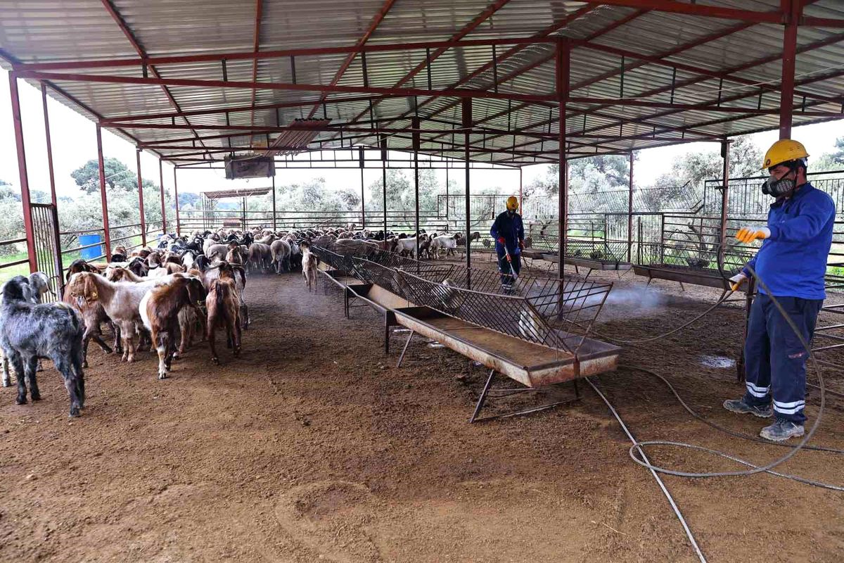Büyükşehir\'den ahırlarda karasineğe karşı mücadele