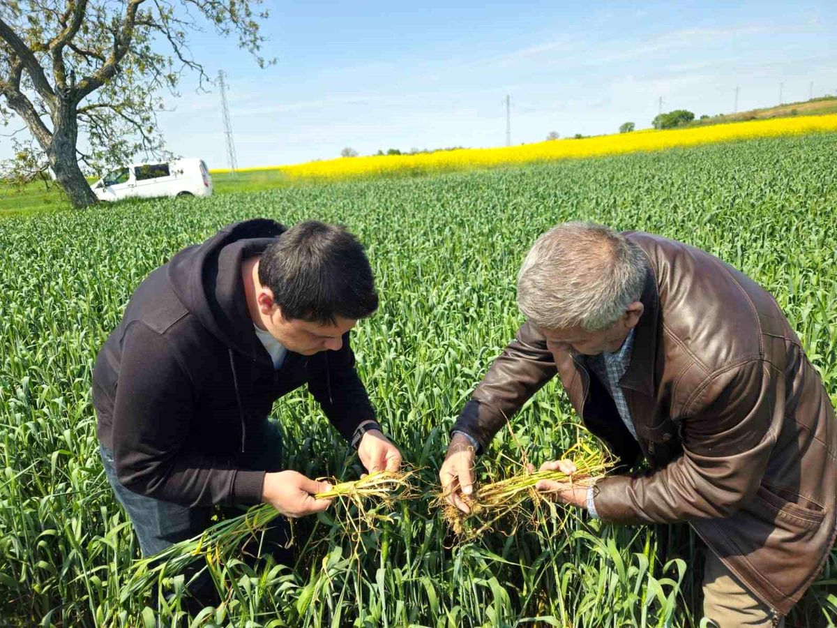Edirne\'de Buğday Tarlalarında Hastalık Uyarısı