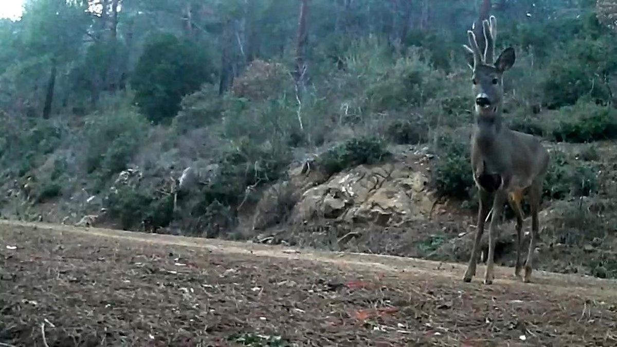 Ganos Dağları\'nda Karaca Görüntülenmesi