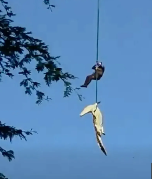 Helikopterle timsah avı: İnsan yiyen canavarı nehirden böyle çıkardılar