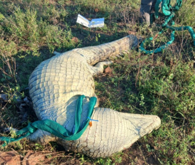 Helikopterle timsah avı: İnsan yiyen canavarı nehirden böyle çıkardılar