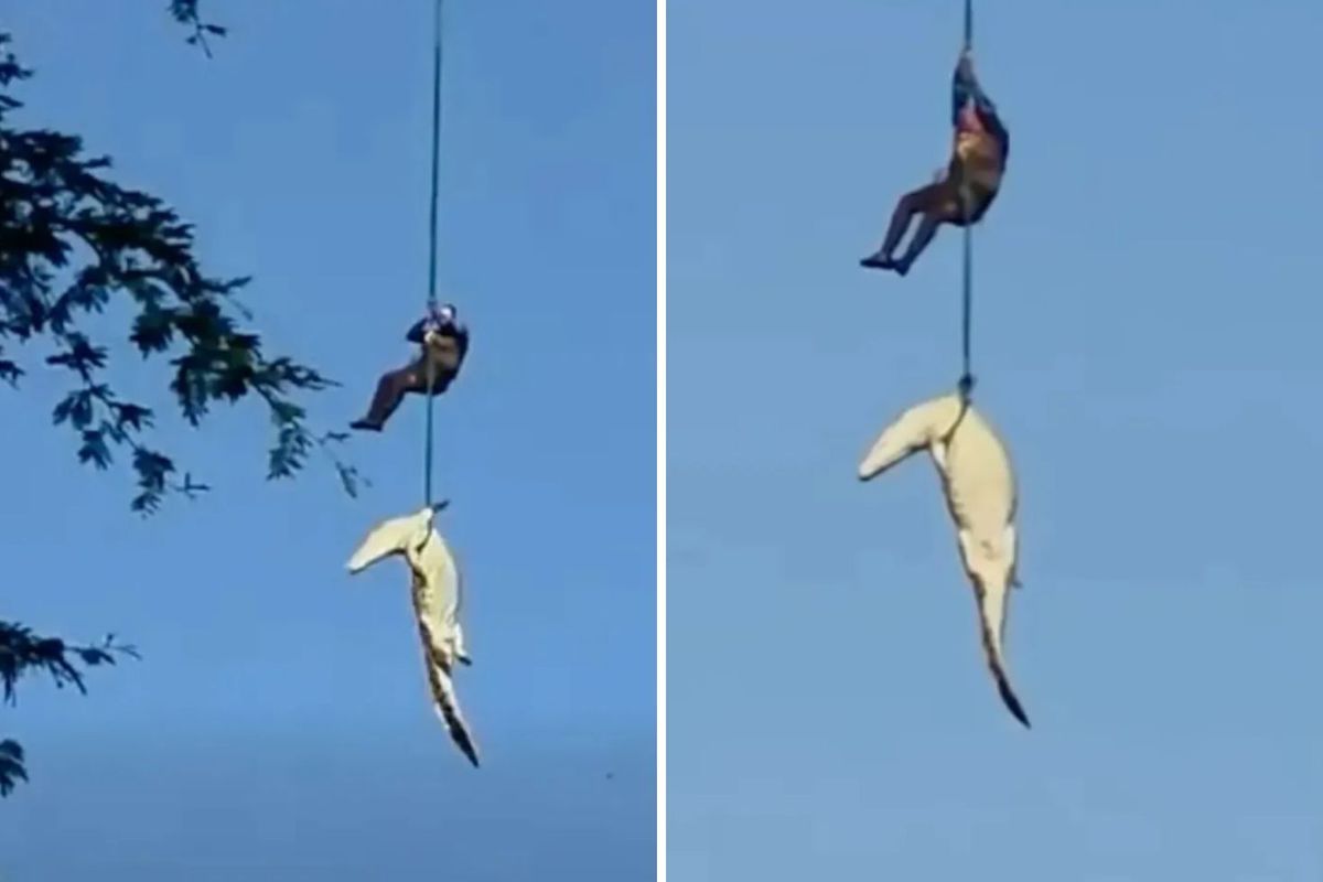 Helikopterle timsah avı: İnsan yiyen canavarı nehirden böyle çıkardılar