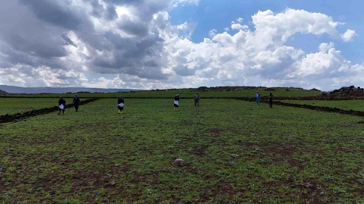 Diyarbakır\'da Karacadağ Pirinci Ekimi Başladı