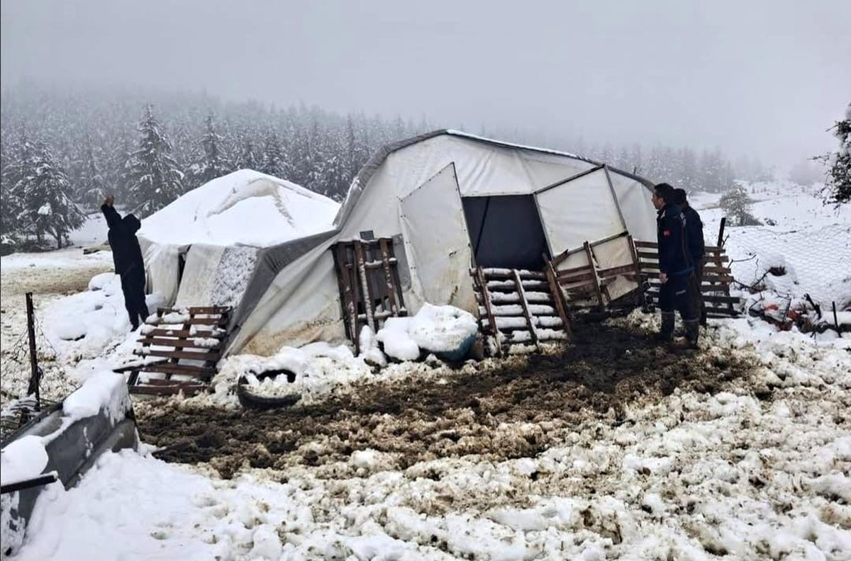 Kar yüküne dayanamayan çadırın çökmesi sonucu 5 hayvan mahsur kaldı