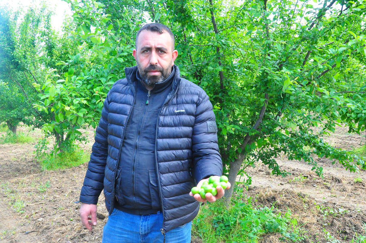 Manisa\'da Dumanlı Papaz Eriği Hasadı Başladı