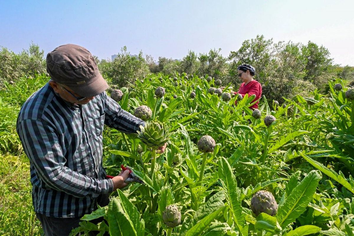 Mersin\'de enginar projesi ilk hasadını verdi