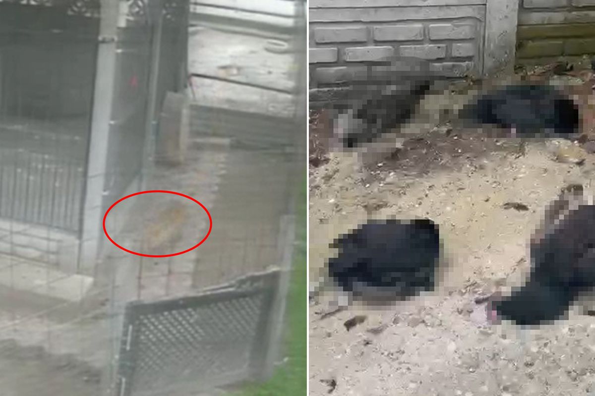 Tilki girdiği kümeste 14 tavuğu telef etti! O anlar kamerada