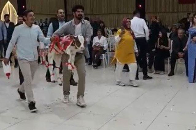 Osmaniye’de damada düğünde altın yerine buzağı verildi