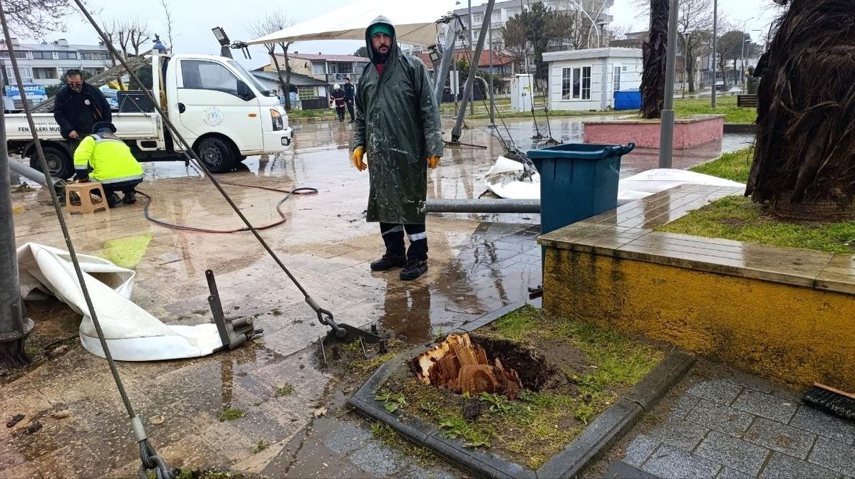 Sakarya\'da Şiddetli Rüzgar Ağaç Devirdi