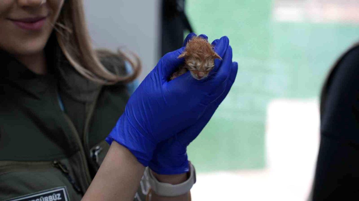 Süt anne kedi, 3 kediyi de sahiplendi