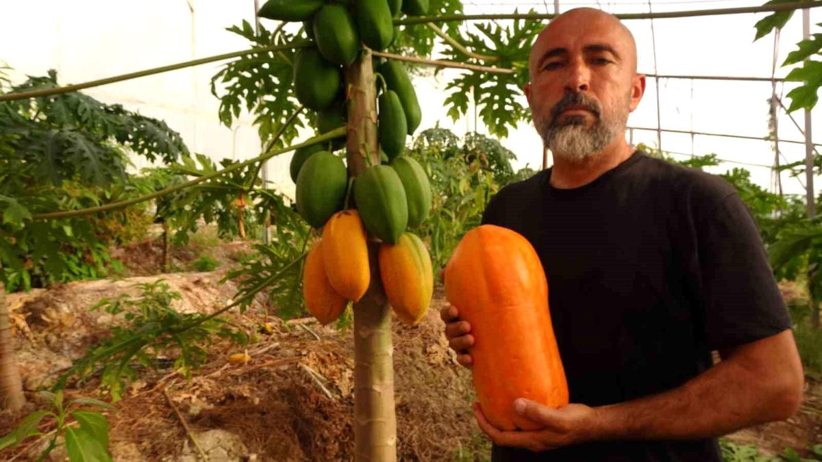 Alanya\'da Papaya Hasadı Başladı