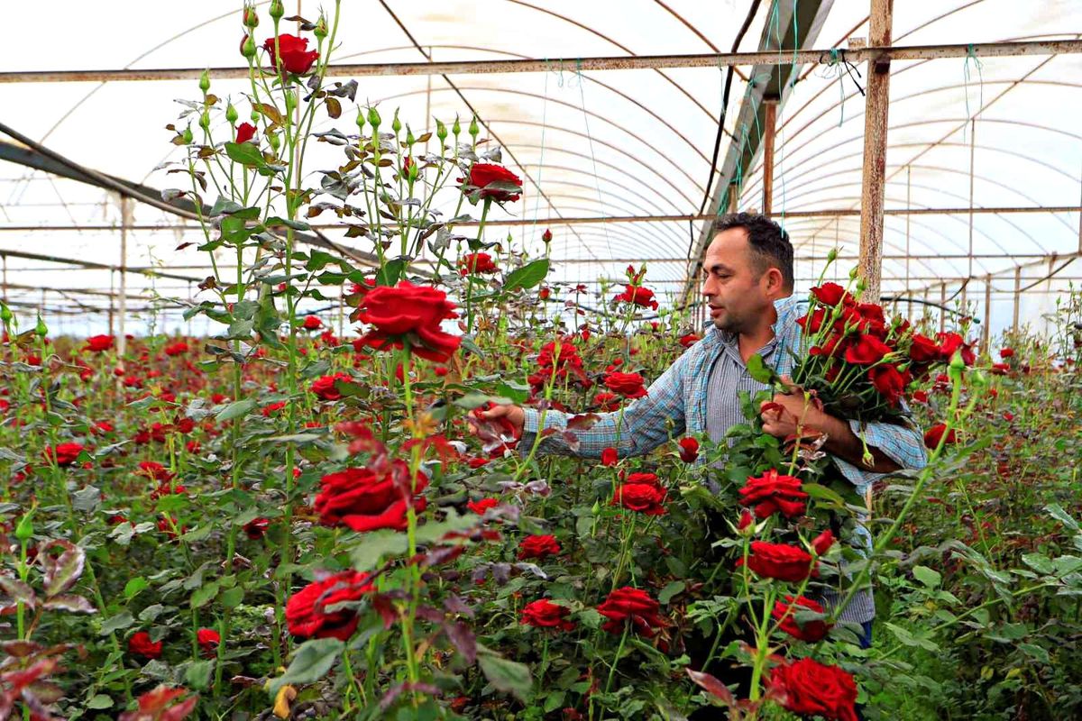 Antalya\'da Gül Fiyatları Aracıların Kazancını Artırıyor