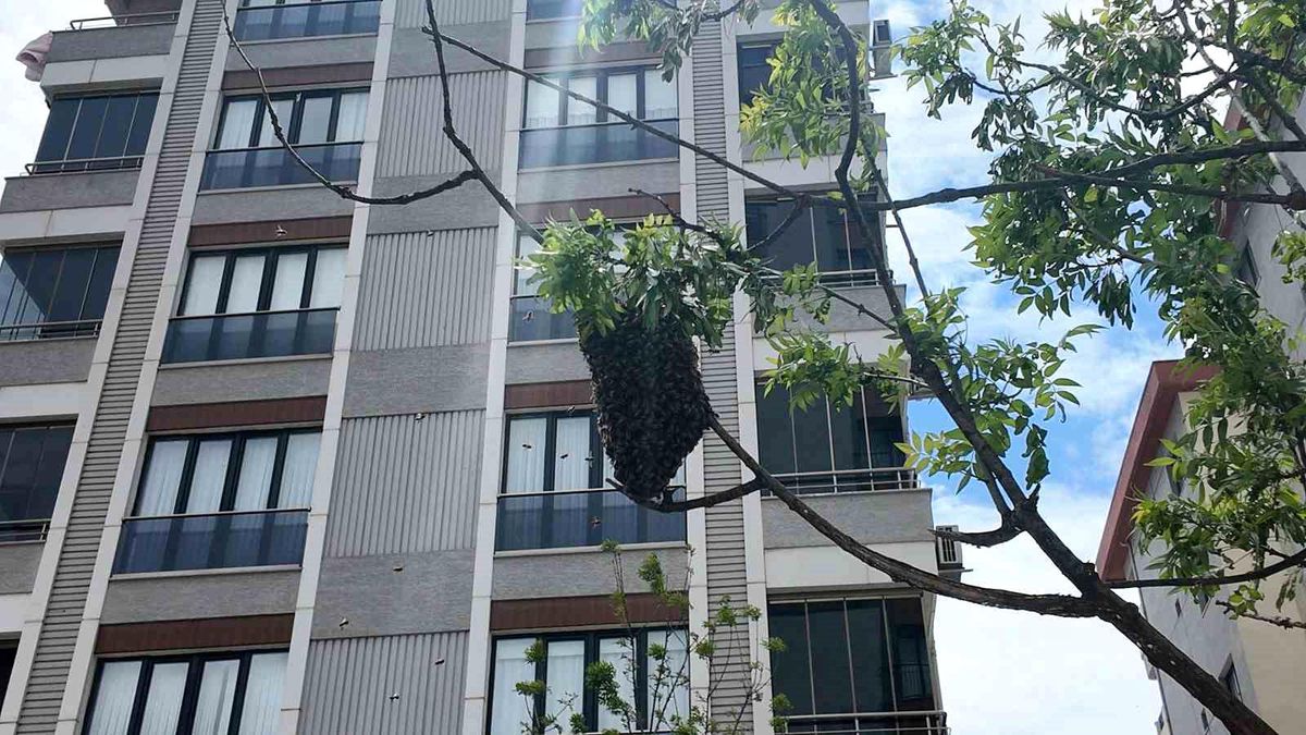 İstanbul\'da Ağaçta Yüzlerce Arı Kümelendi