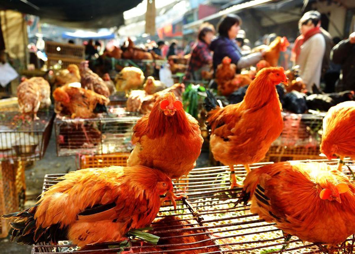 Hong Kong\'da Kuş Gribi Nedeniyle İthalat Yasaklandı