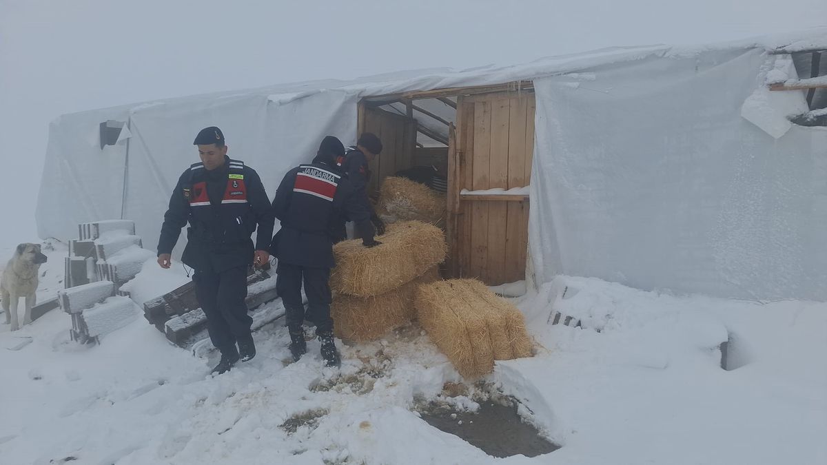 Jandarma, Mahsur Hayvanlara Saman Ulaştırdı