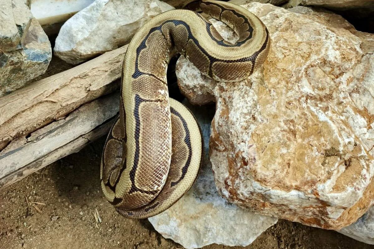 Ordu\'da yasa dışı bulundurulan piton ele geçirildi
