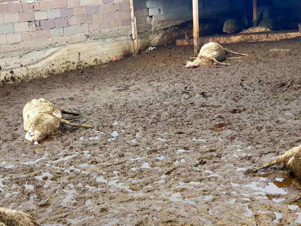 Polatlı\'da Kurt Saldırısı: 15 Koyun Telef Oldu