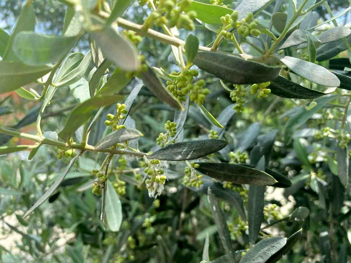 Zeytin Üreticilerine Halkalı Leke Uyarısı