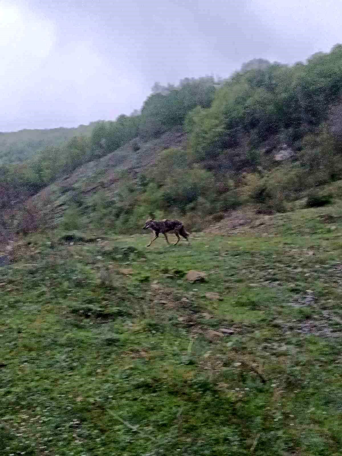 Yenice\'de Aç Kalan Çakal Görüntülendi