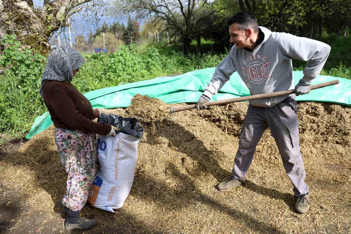 Aydın\'da Hayvancılık Canlanıyor