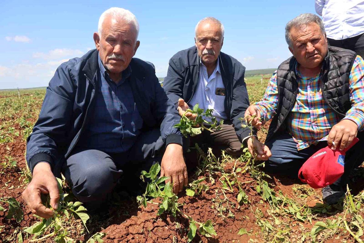 Hatay\'da Dolu Tarım Ürünlerini Vurdu