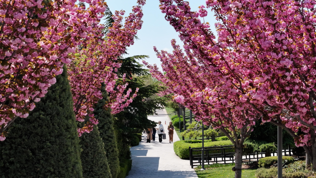 Sakuralar İçin Japonya’ya Gitmenize Gerek Yok; Konya’da Sakura Mevsimi Başladı