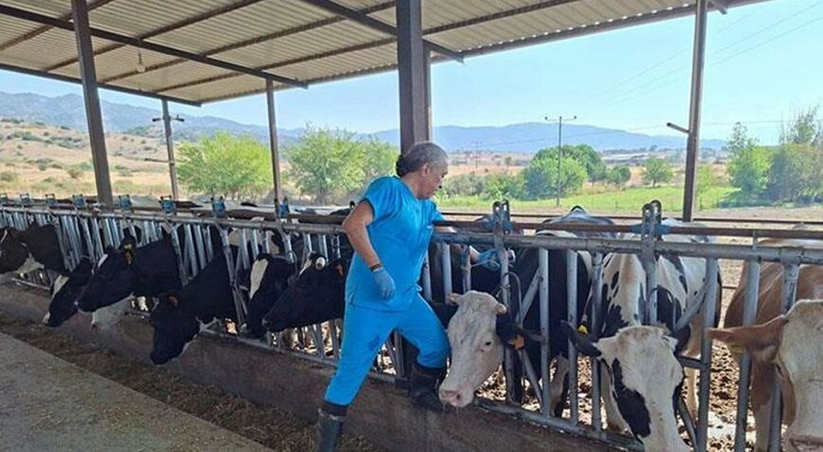 Aydın\'da Şap Hastalığı Nedeniyle Karantina