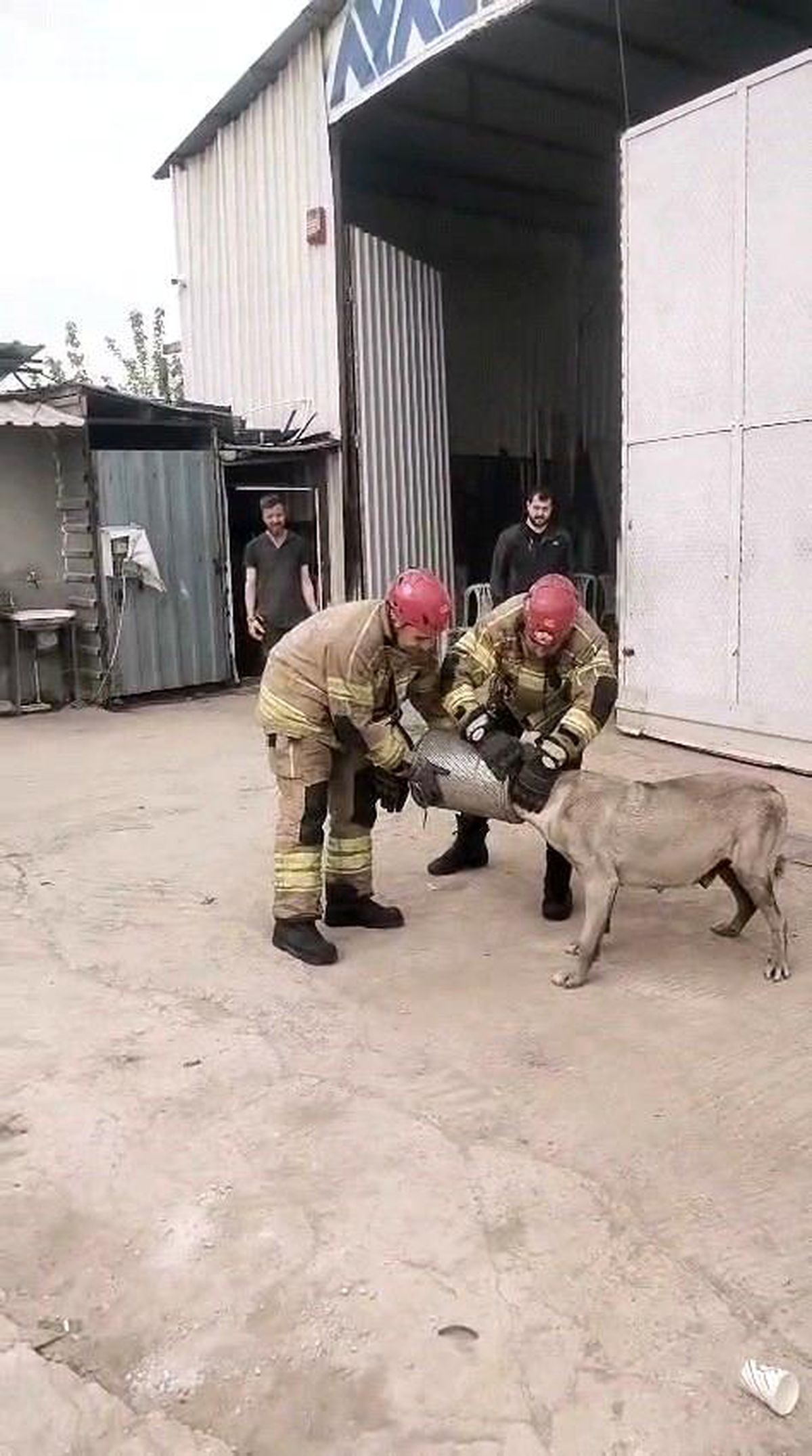 Gebe Sokak Köpeği İş Makinesi Filtresinden Kurtarıldı