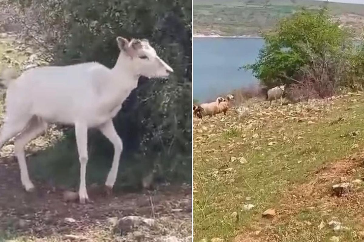 Elazığ\'da beyaz ala geyik bu kez koyun sürüsünde görüldü