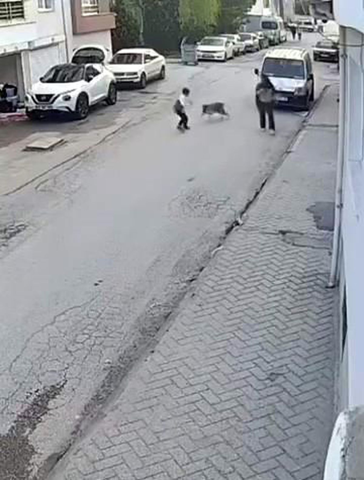 Köpek Korkuttu, Çocuk Panikledi