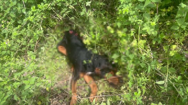 İzmit’te köpeğe vahşet: Demir sopayla öldürüp kanları yıkadı