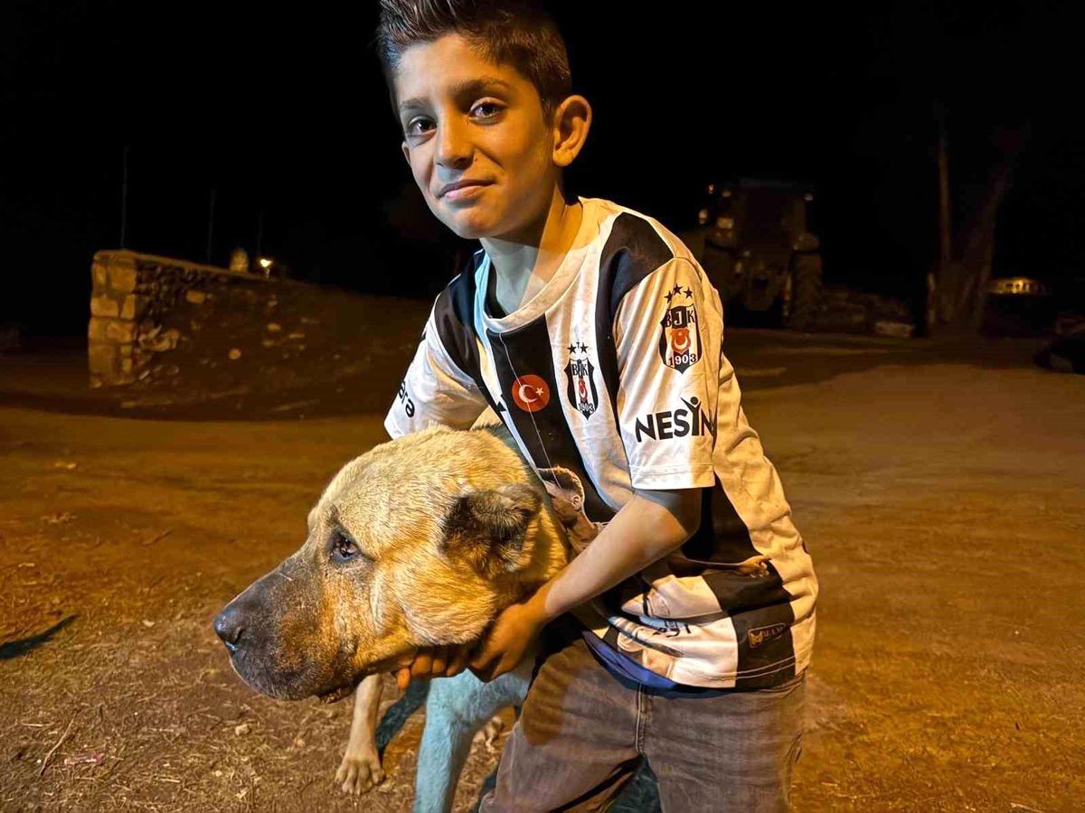 Köyde iki ayının saldırısına uğrayan Sencar\'ın imdadına çoban köpeği Kral yetişti