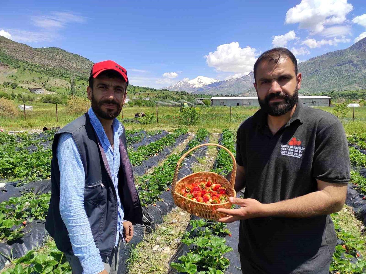 Batman\'da İlk Organik Çilek Hasadı Yapıldı