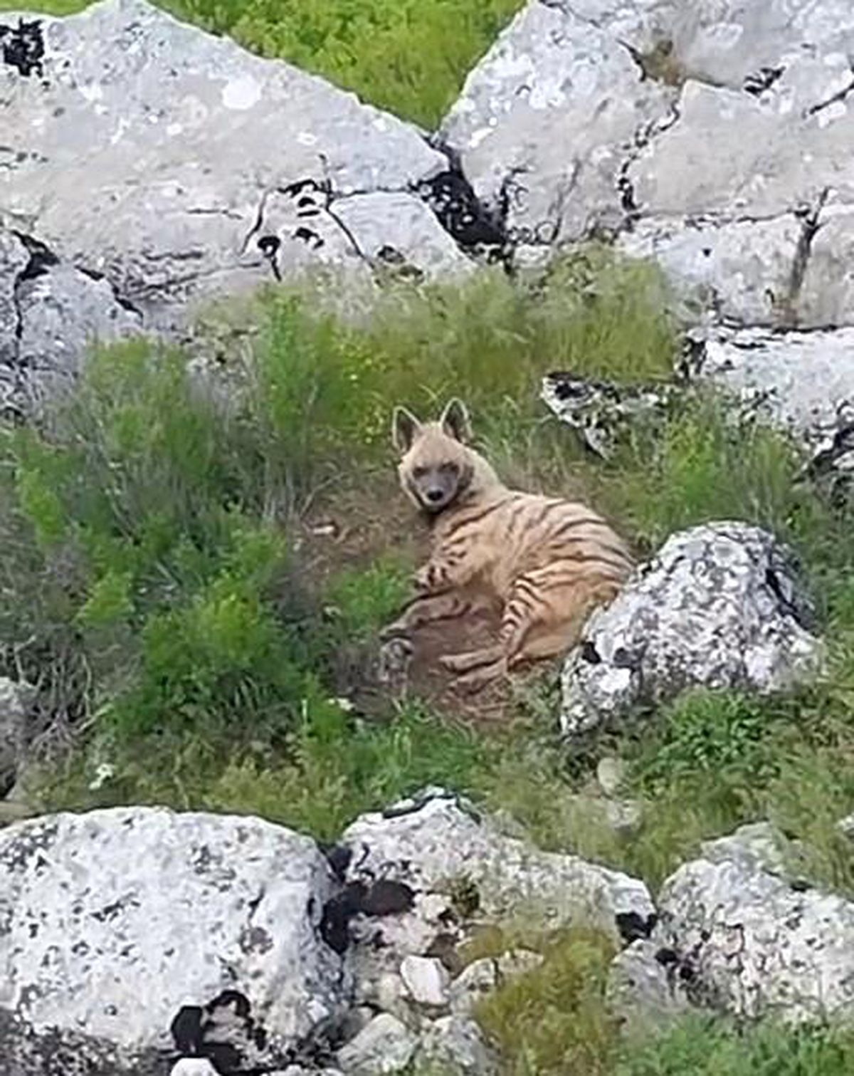 Çizgili Sırtlan Gölbaşı\'nda Görüntülendi
