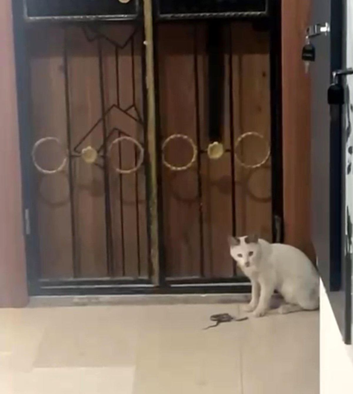 Yılanla Oynayan Kedi Panik Yarattı