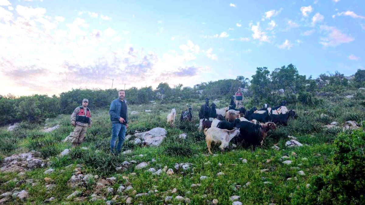 Kilis\'te Kayıp 90 Küçükbaş Hayvan Bulundu