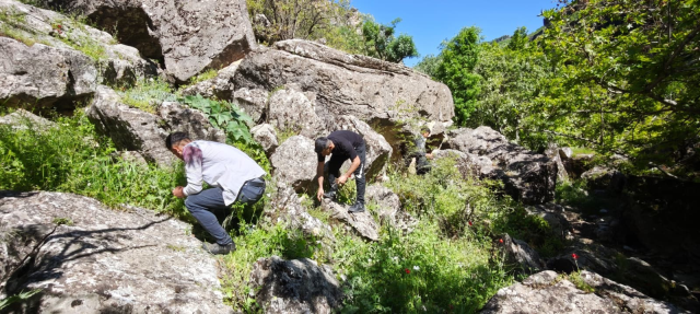 Sabah ezanıyla yola çıkıyorlar, katırlarla 3 saat gidip topluyorlar