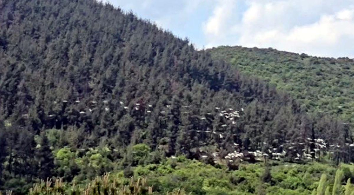 Şarköy\'de Pelikanların Görsel Şöleni