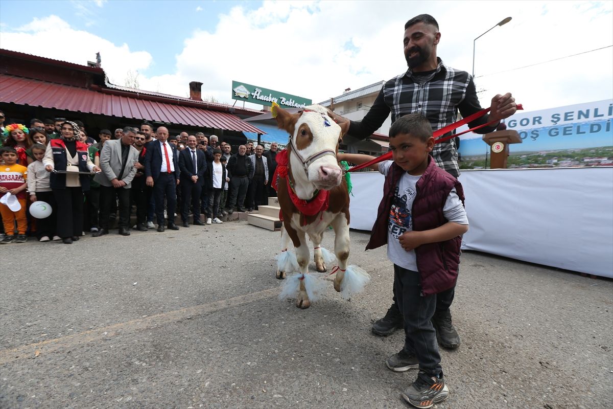 Kars\'taki Digor Şenliği\'nde besicilerin süslediği buzağılar güzellikte yarıştı